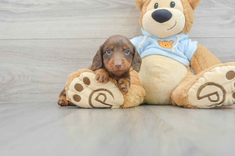6 week old Dachshund Puppy For Sale - Puppy Love PR