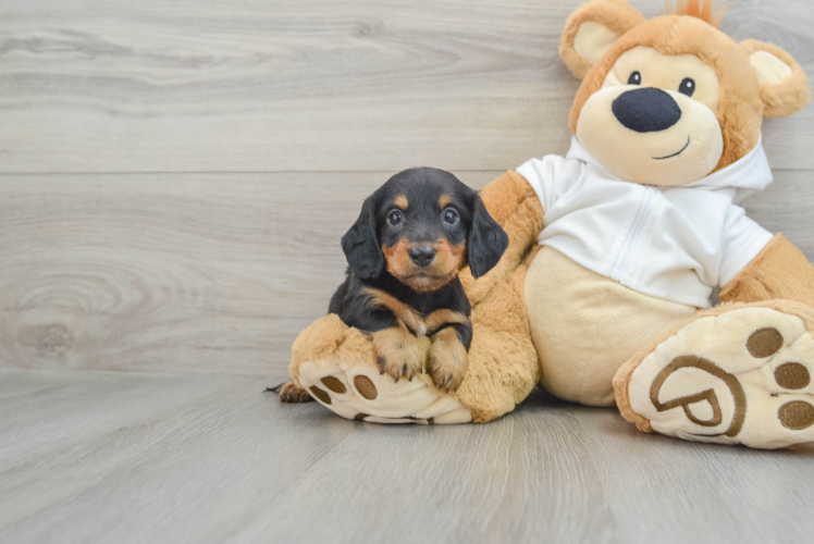 Meet Alec - our Dachshund Puppy Photo 1/3 - Puppy Love PR Dachshund Puppy for Adoption