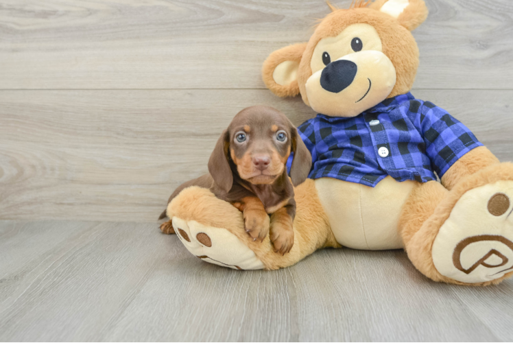 Dachshund Pup Being Cute