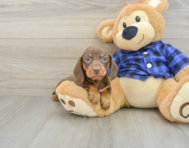 6 week old Dachshund Puppy For Sale - Puppy Love PR