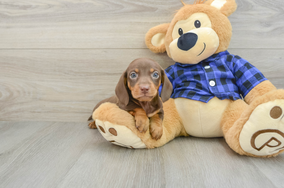 6 week old Dachshund Puppy For Sale - Puppy Love PR