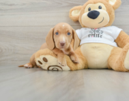 6 week old Dachshund Puppy For Sale - Puppy Love PR