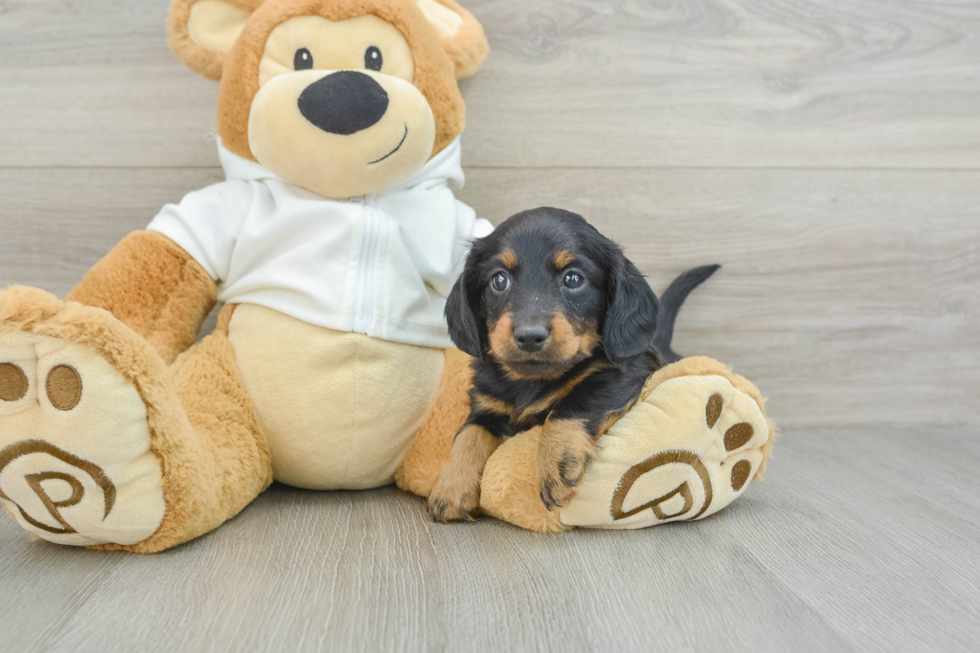 Best Dachshund Baby