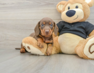 5 week old Dachshund Puppy For Sale - Puppy Love PR