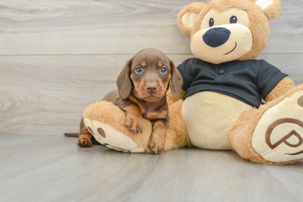 Cute Dachshund Baby