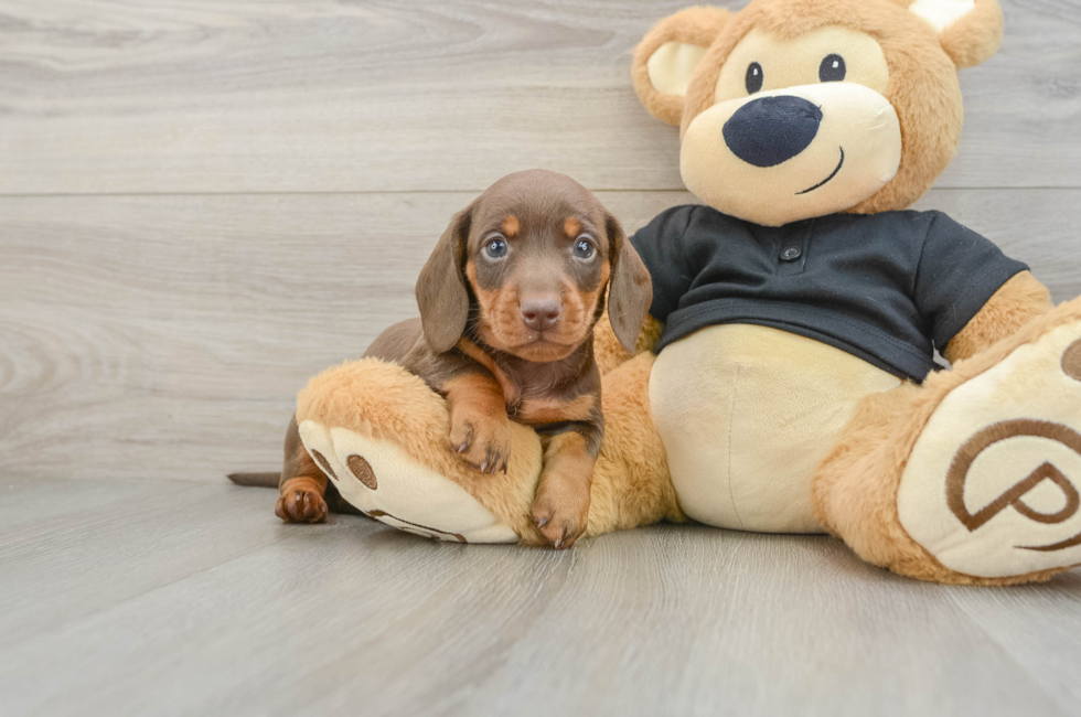 5 week old Dachshund Puppy For Sale - Puppy Love PR