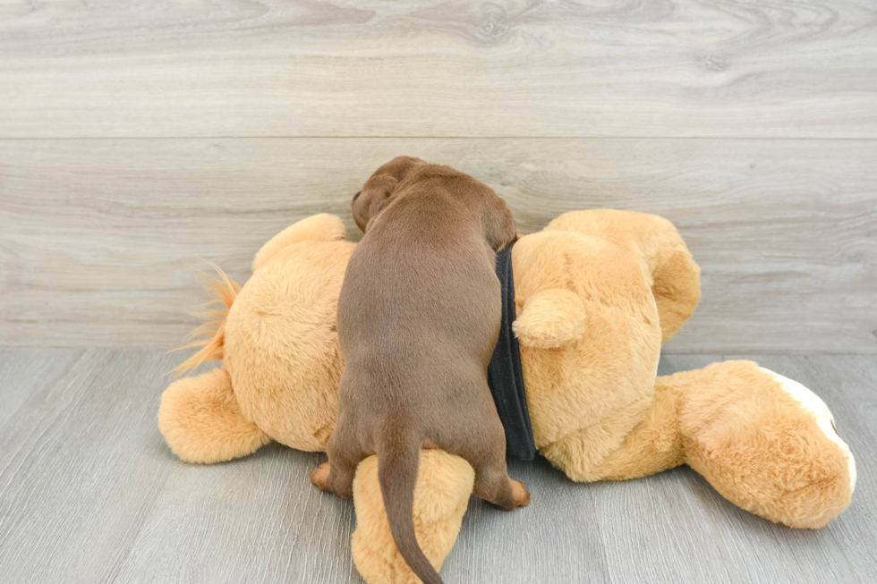 Dachshund Pup Being Cute