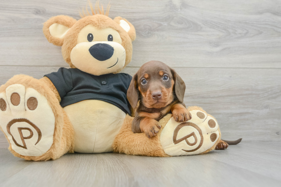 Cute Doxie Purebred Puppy