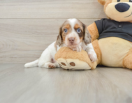 5 week old Dachshund Puppy For Sale - Puppy Love PR