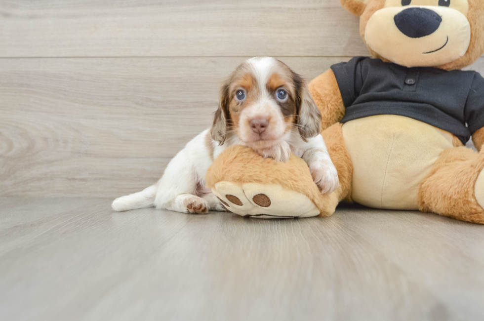 5 week old Dachshund Puppy For Sale - Puppy Love PR