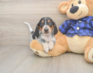 5 week old Dachshund Puppy For Sale - Puppy Love PR