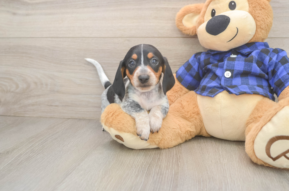 5 week old Dachshund Puppy For Sale - Puppy Love PR