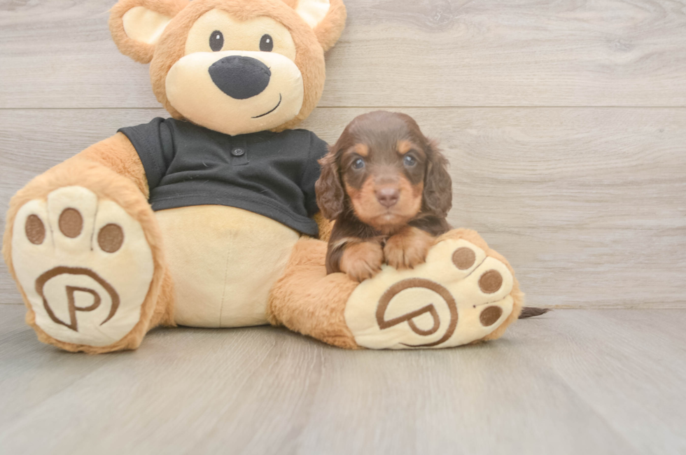 6 week old Dachshund Puppy For Sale - Puppy Love PR
