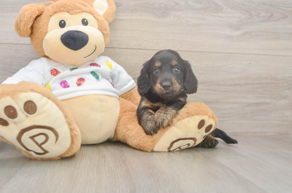 6 week old Dachshund Puppy For Sale - Puppy Love PR