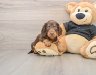 5 week old Dachshund Puppy For Sale - Puppy Love PR