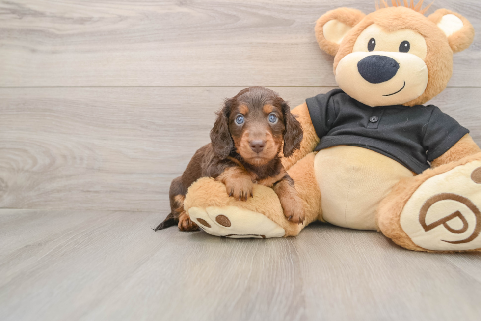 Best Dachshund Baby