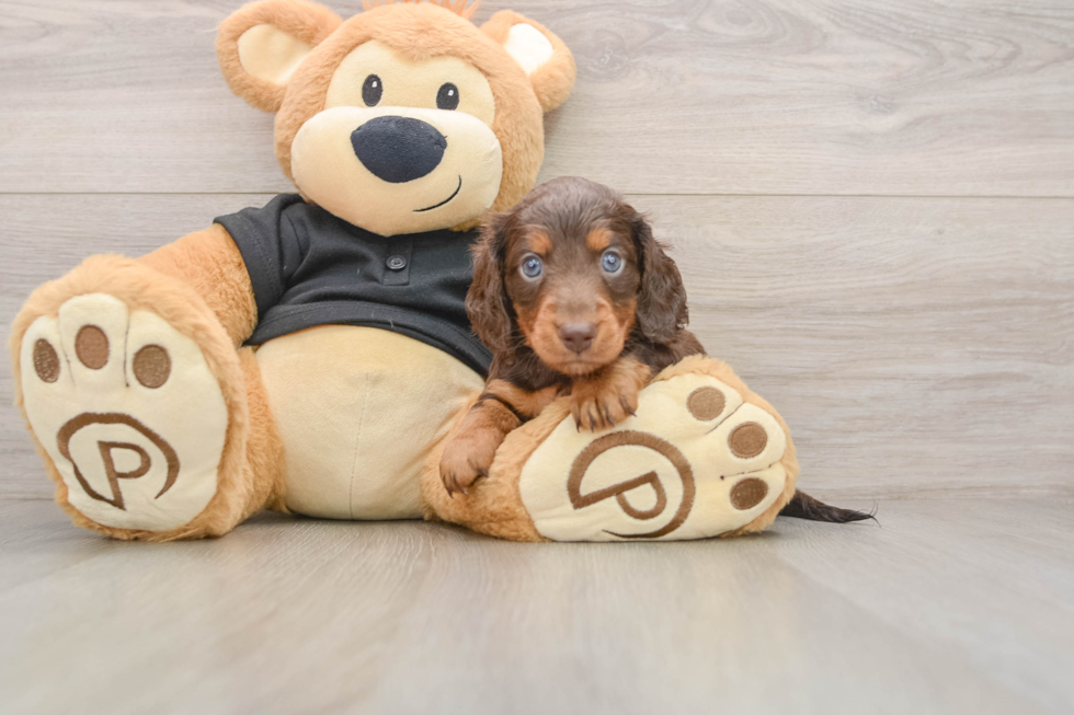 Dachshund Pup Being Cute