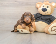 5 week old Dachshund Puppy For Sale - Puppy Love PR