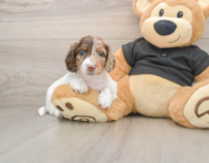 6 week old Dachshund Puppy For Sale - Puppy Love PR