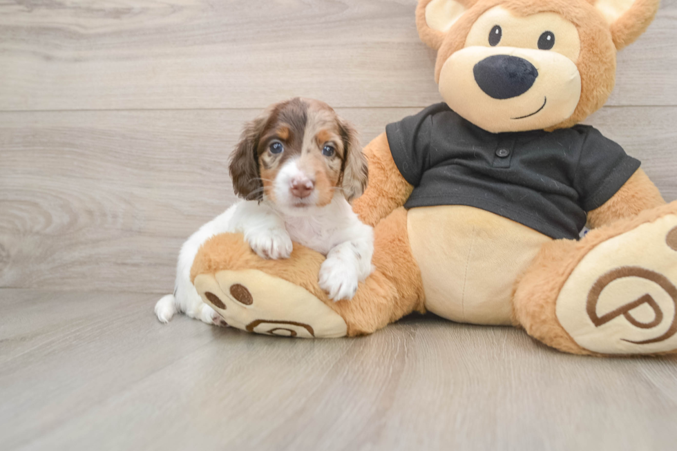 Cute Dachshund Baby