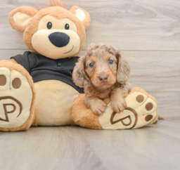 5 week old Dachshund Puppy For Sale - Puppy Love PR