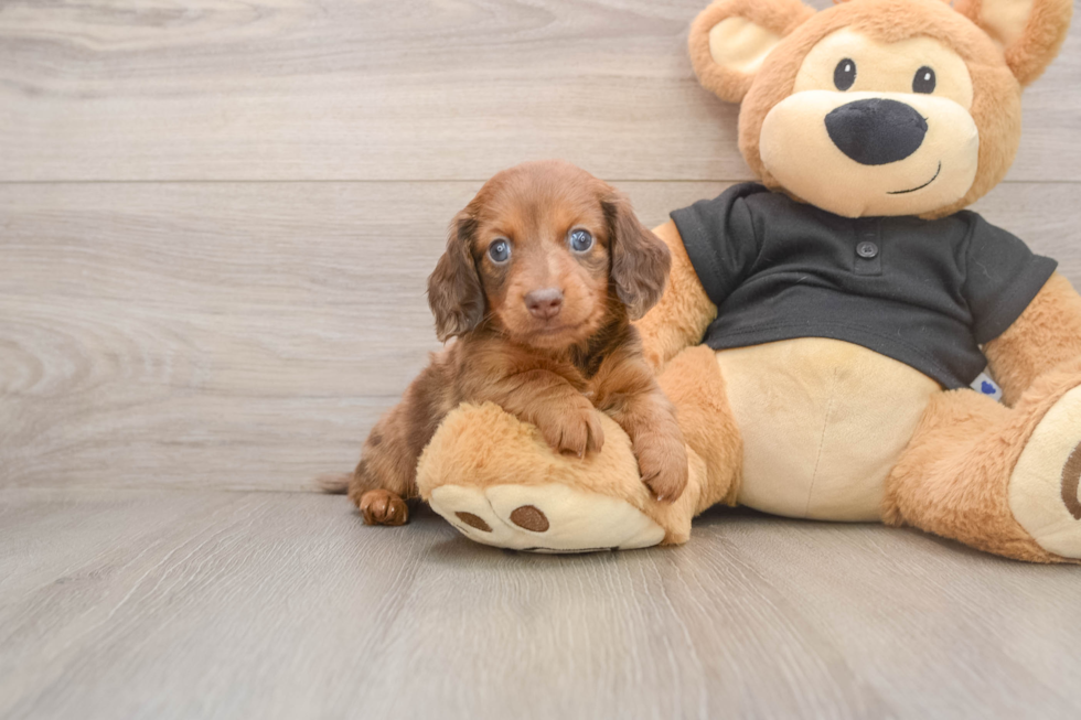 Cute Doxie Purebred Puppy