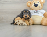 6 week old Dachshund Puppy For Sale - Puppy Love PR