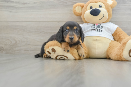 Cute Dachshund Purebred Pup