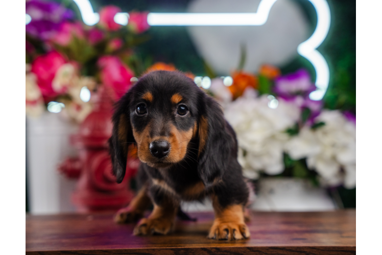 Cute Doxie Purebred Puppy