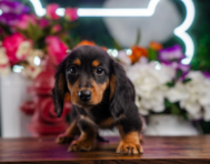 10 week old Dachshund Puppy For Sale - Puppy Love PR