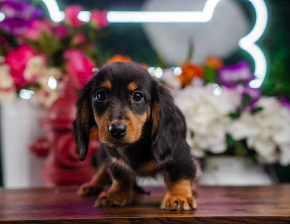 Cute Doxie Purebred Puppy