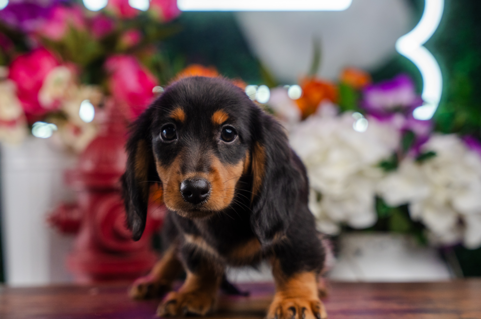 10 week old Dachshund Puppy For Sale - Puppy Love PR