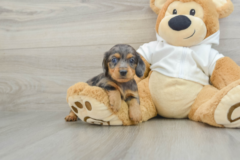 Dachshund Pup Being Cute