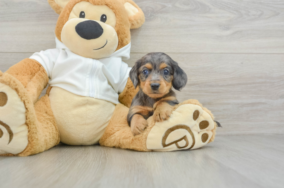 5 week old Dachshund Puppy For Sale - Puppy Love PR