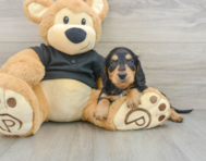 5 week old Dachshund Puppy For Sale - Puppy Love PR