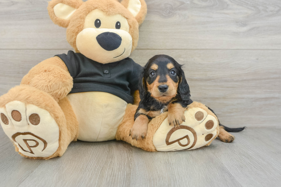 Dachshund Pup Being Cute