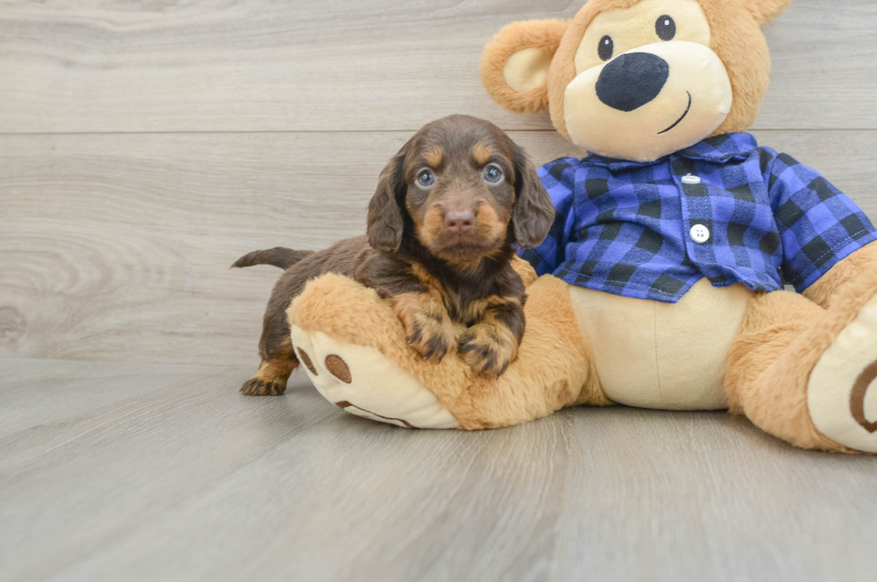 6 week old Dachshund Puppy For Sale - Puppy Love PR