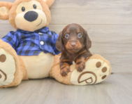 5 week old Dachshund Puppy For Sale - Puppy Love PR