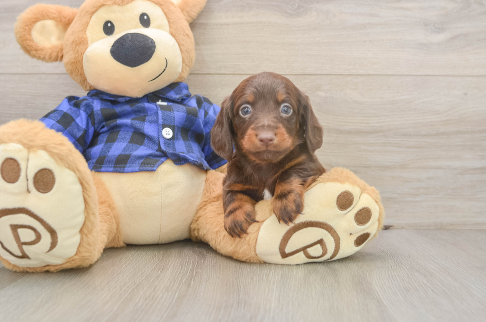 5 week old Dachshund Puppy For Sale - Puppy Love PR