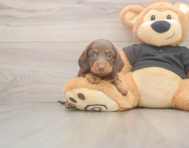 6 week old Dachshund Puppy For Sale - Puppy Love PR