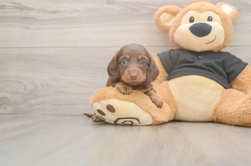 6 week old Dachshund Puppy For Sale - Puppy Love PR
