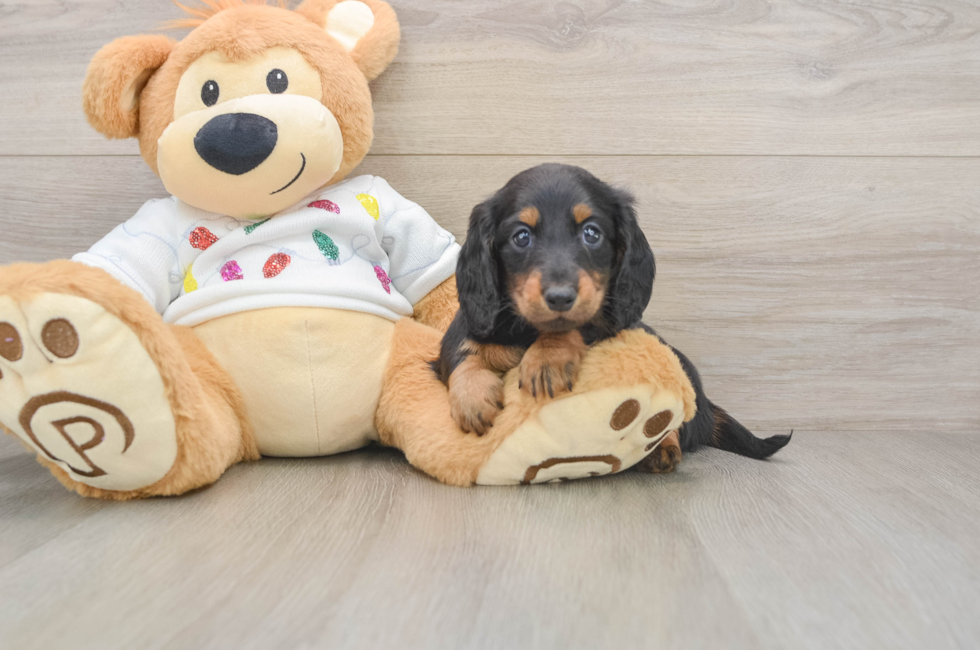 5 week old Dachshund Puppy For Sale - Puppy Love PR