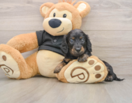 5 week old Dachshund Puppy For Sale - Puppy Love PR