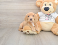 5 week old Dachshund Puppy For Sale - Puppy Love PR