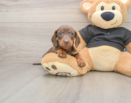 7 week old Dachshund Puppy For Sale - Puppy Love PR