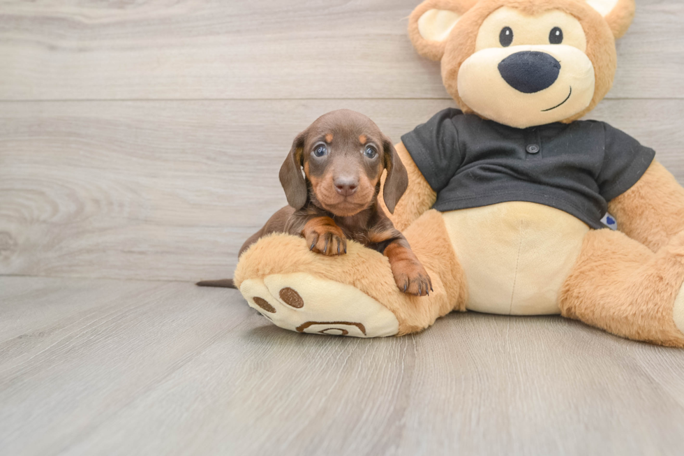Best Dachshund Baby