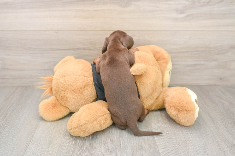 Cute Dachshund Purebred Pup