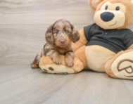 5 week old Dachshund Puppy For Sale - Puppy Love PR