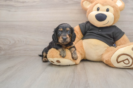 ALMA, a Dachshund littermate