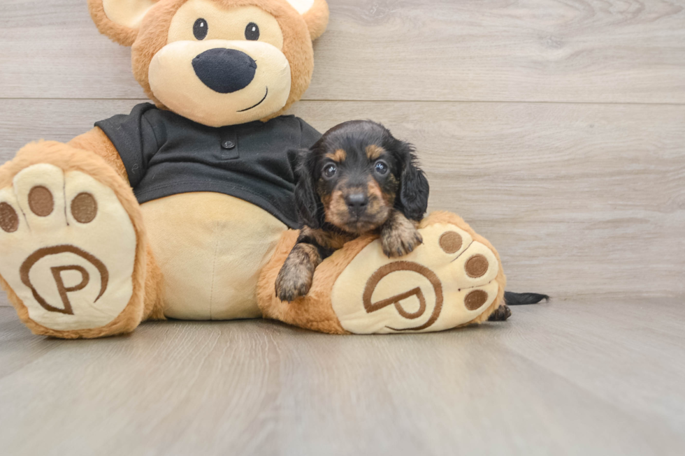Dachshund Puppy for Adoption